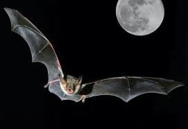The bat is served….unsafe proteins!
