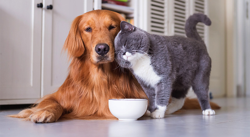 INSIEME SULL’ ARCA